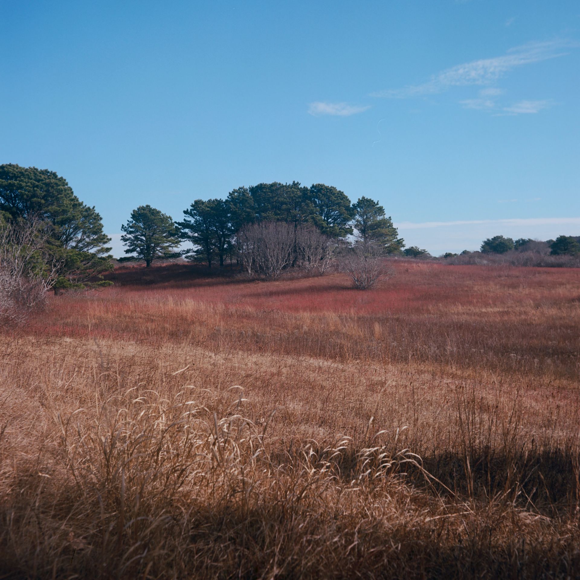 Near Madaket, 2021, Digital pigment print